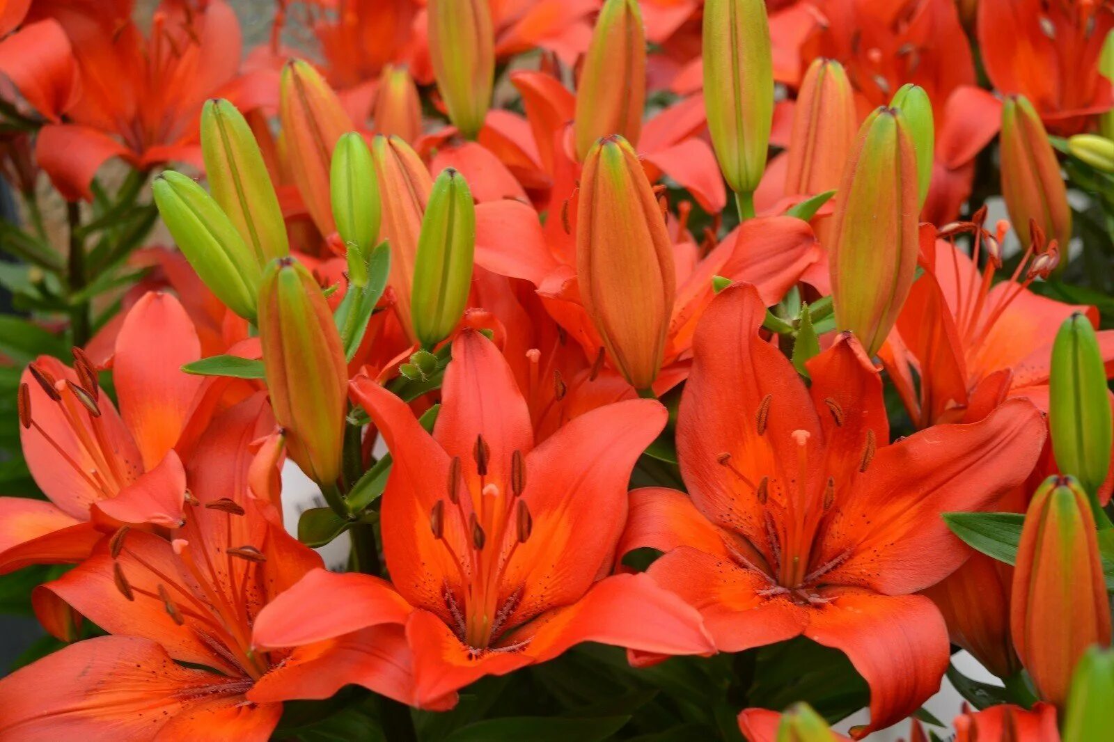 Лилиум / Lilium asiatic 'Orange Ton' / 1 бр Лилиуми-LSCH SortoviSemena.BG