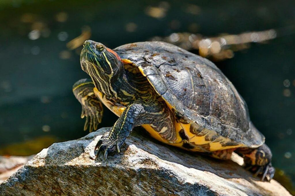 Сколько лет живут красноухие. Красноухая черепаха. Красноухая Пресноводная черепаха. Среднеазиатская красноухая черепаха. Красноухая Болотная черепаха.