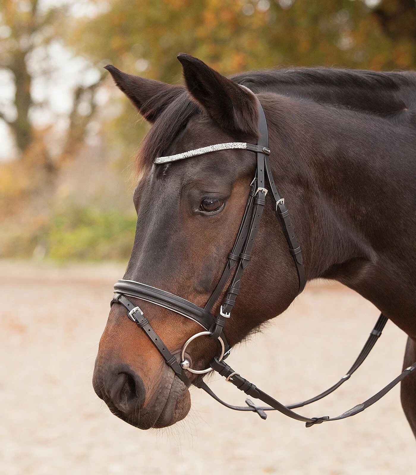 божественная уздечка геншин. божественная уздечка геншин. божественная уздечка геншин. божественная уздечка. добыть божественную уздечку.