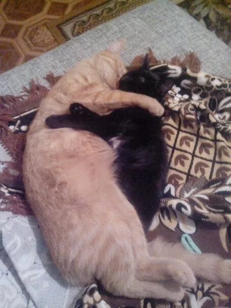 Мочекаменная болезнь у котов симптомы. Унитаз для кошек. Кот в лотке. Котенок в ванной. Почему кот писает кровью.