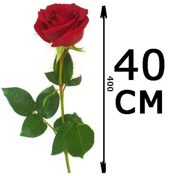 Сколько роз в россии. Длина роз 40 см. Розы по сантиметрам. Высота роз 40 см. Розы в сантиметрах.