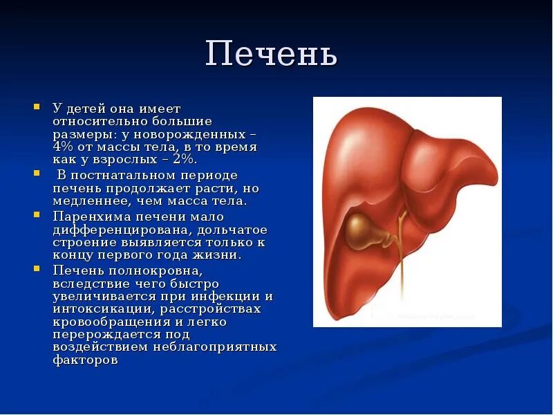 Левая печень увеличена. Печень взрослого человека.