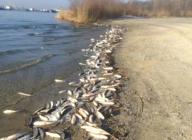 Температура воды в реке дон. Рыбы реки Дон. В Ростове на Дону засохла речка. Рыба в реке Дон Воронежская область.