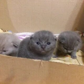 Вислоухие котята 2 недели