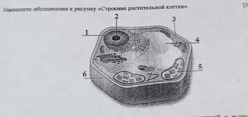 Рассмотрите рисунок растительной клетки. Рассмотрите рисунок растительной клетки рис 1. 1. Рассмотрите рисунок растительной клетки. Растительная клетка ВПР 6 класс.