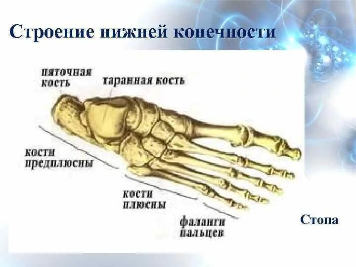 Фаланги стопы. Кости плюсны и предплюсны стопы. Кости стопы предплюсна плюсна фаланги пальцев. Стопа анатомия плюсна предплюсна. Кости плюсны и кости пальцев (фаланги).