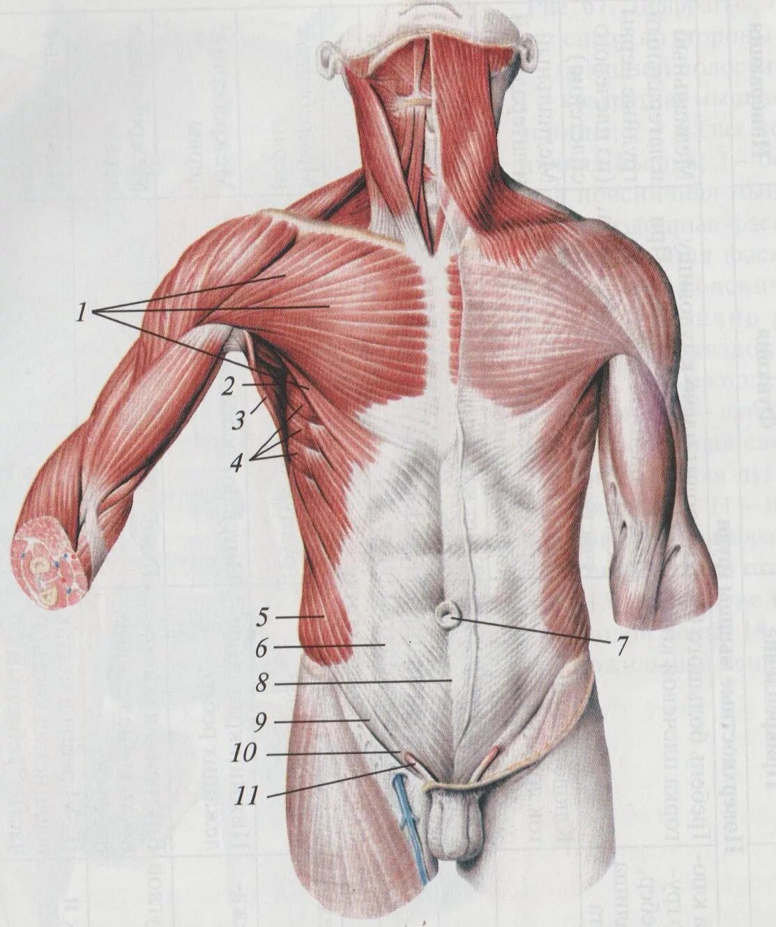 Передняя часть живота. Большая грудная мышца m. pectoralis Major. Грудные мышцы анатомия Синельников. Мышцы грудной клетки и живота анатомия.