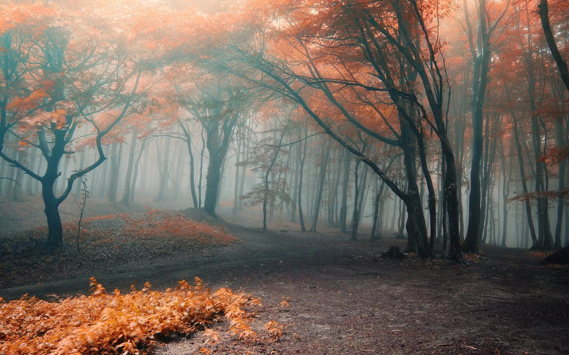 Атмосферные стоки. Осенний лес. Осень туман. Осень в лесу. Лес в тумане.