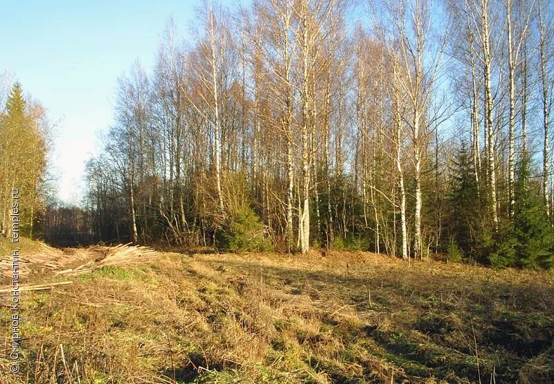 Поля новгородская область. Марёвский район Новгородской области. Поля Новгородской области. Марёвский район деревня поля. Деревня поля Новгородской области.