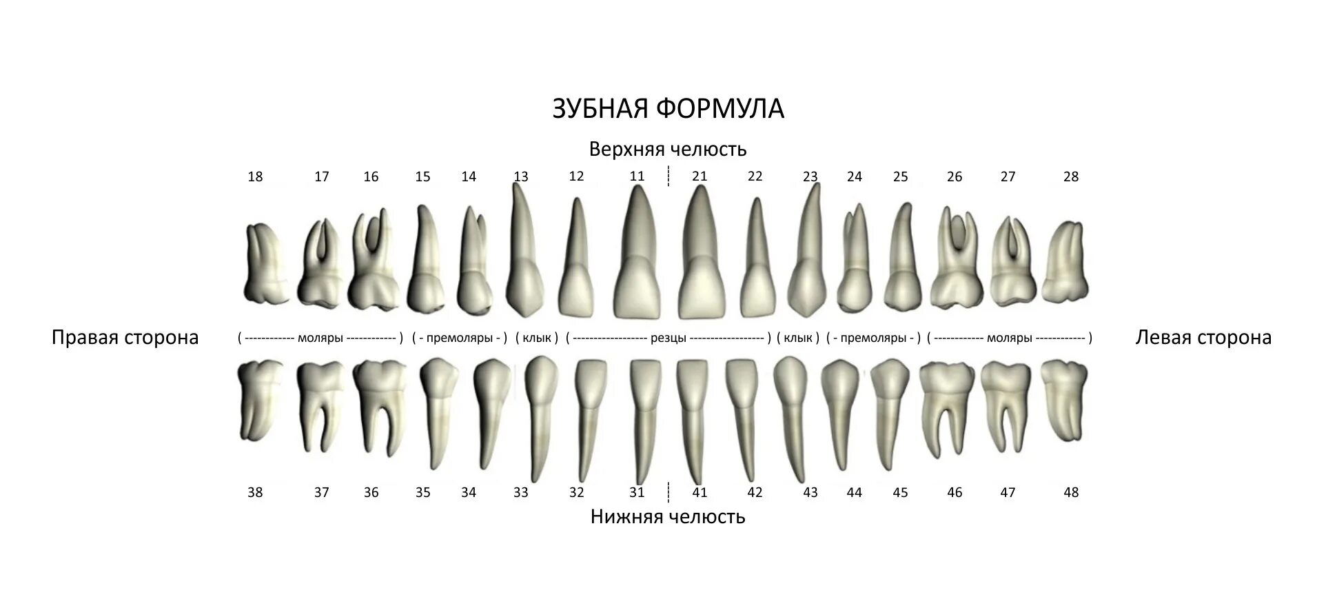 3 5 8 зуб. Анатомическая зубная формула постоянных зубов. Формула зубов резцы моляры премоляры. Зубная формула по воз молочных зубов. Зубная формула зуба 1.1 обозначает:.