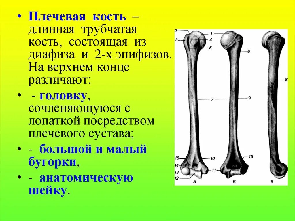 Плечевая кость эпифиз метафиз диафиз. Дистальный эпифиз бедренной кости. Трубчатая кость метафиз. Диафиза эпифиза метафиза.