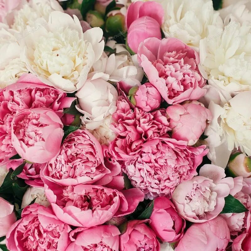 Пион джадвига. Пионы бутоновидные. Пион ранний бордовый. Пионы на срез. Пион срез фото.