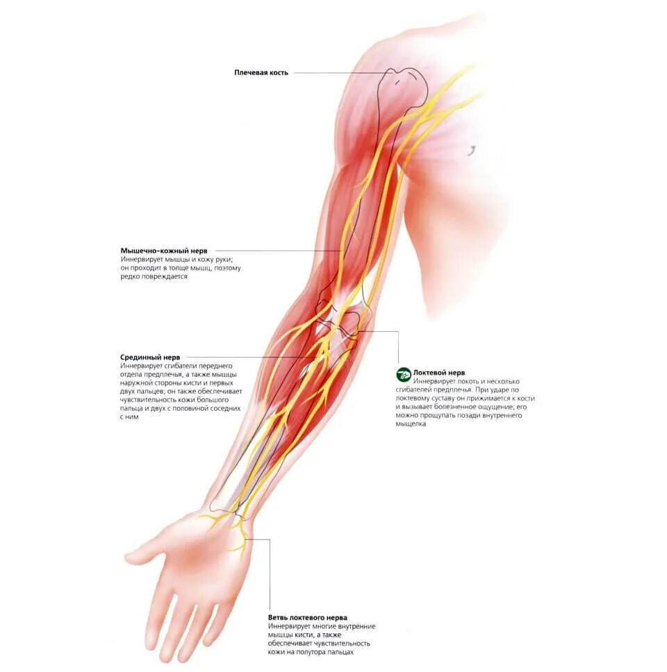 Что делать если очень сильно болит рука. Локтевой нерв анатомия локоть. Локтевой нерв анатомия защемление. Локтевой нерв анатомия иннервация. Локтевой нерв на предплечье.