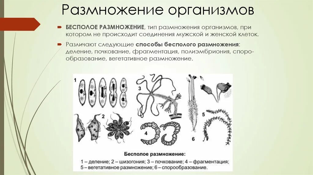 Установите последовательность происходящих при размножении человека. Формы бесполого размножения деление почкование спорообразование. Бесполое размножение вегетативное шизогония. Размножение бесполое размножение.