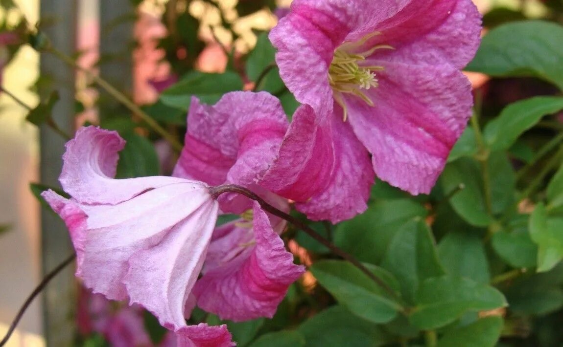 клематис (clematis krakowiak pink mink. клематис ботанический краковяк. клематис краковяк. клематис краковяк. клематис (сорт krakowiak) viticella.