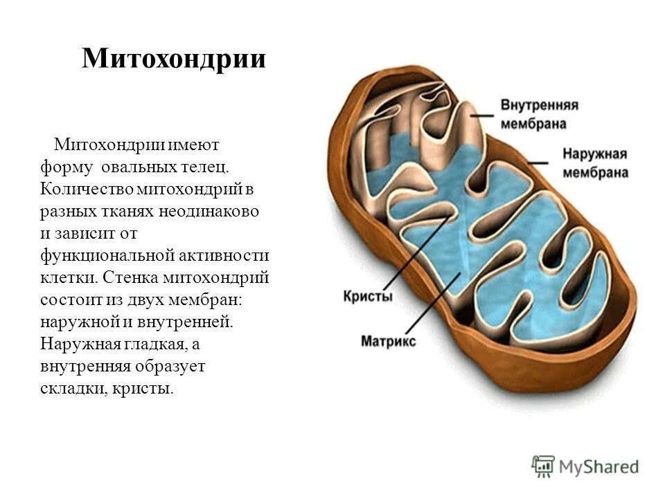 Овальные тельца окружены 3 слойной. Функции пластидов в клетке. Складки по внутреннему строению. Строение органоида вакуоли. Зеленые хлоропласты.
