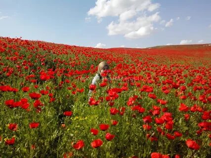Село мака