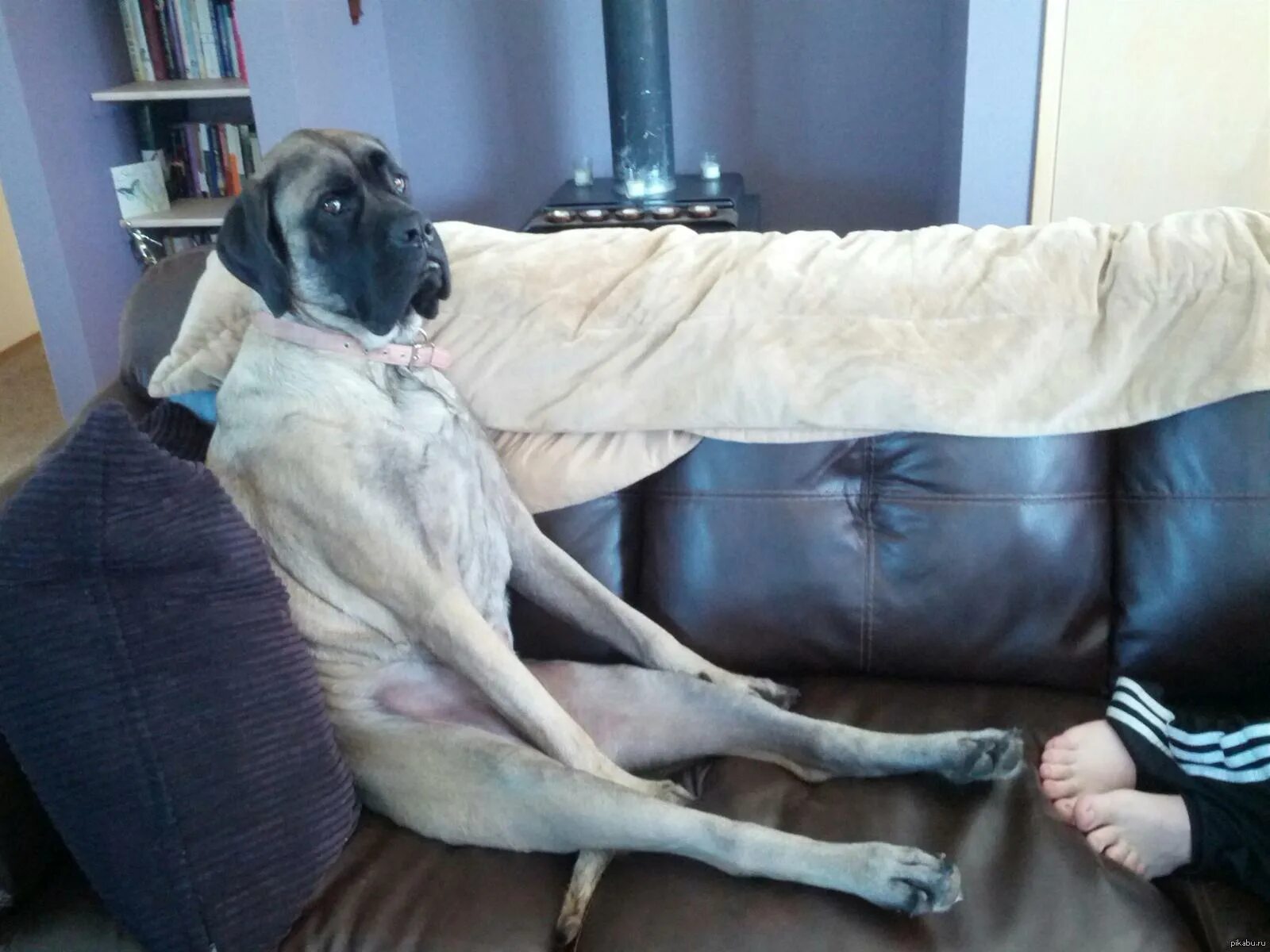 Предложение огромный пес. Немецкий дог. Собак смешно сидит на диване. Немецкий дог на диване. Немецкий дог смешной.