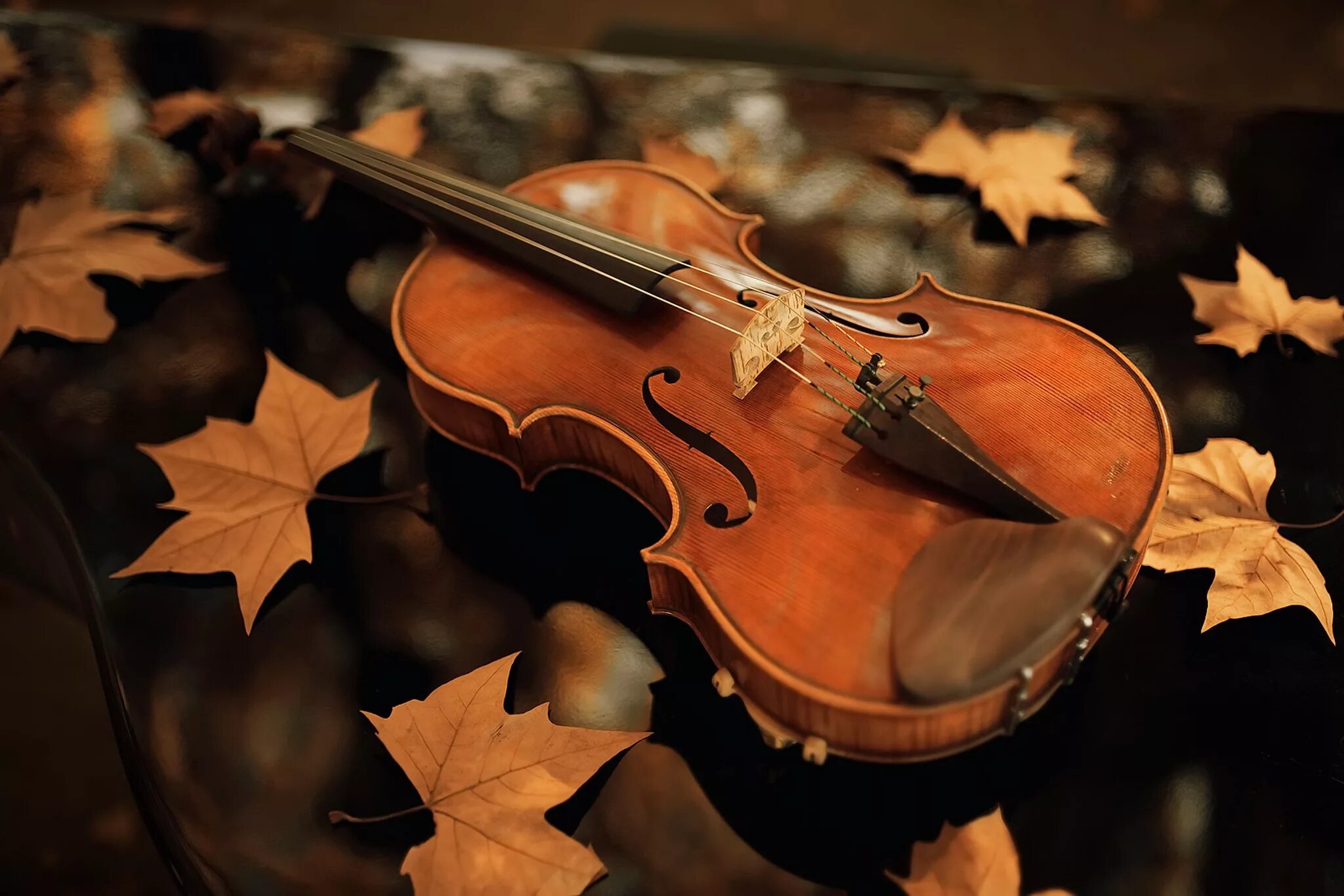 Скрипка осени. Осенняя скрипка. Скрипка осень. Скрипка в осенней листве. Музыкальные инструменты осень.