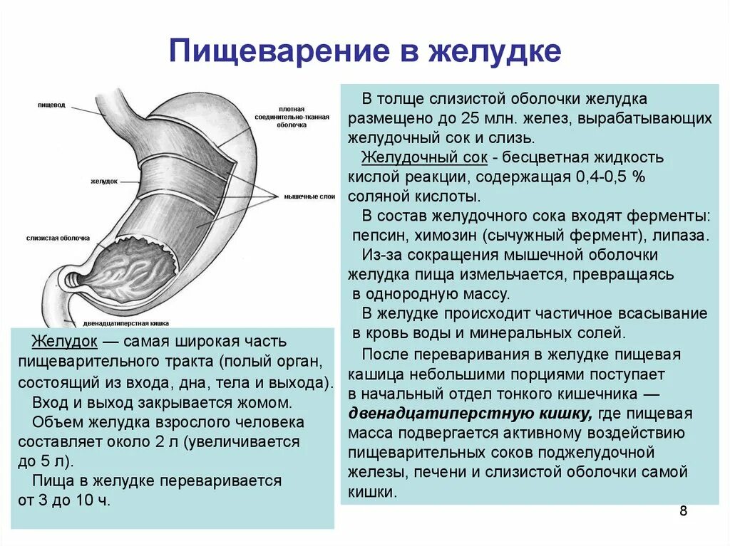 Причины сильного бурления живота. Процесс пищеварения в желудке. Пищеварение в желудке желудочный сок. Пищеварение в желудкепроуес.