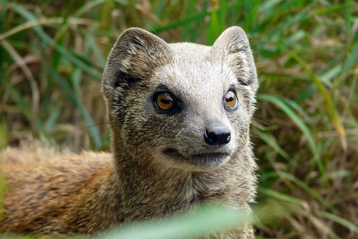 бурый мангуст. карликовый мангуст. жёлтый мангуст. похож на мангуста. лисицевидный мангуст.