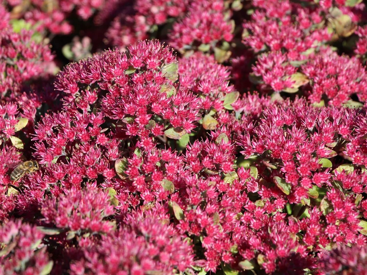 Очиток фото. Очиток ложный (Sedum spurium `Roseum`). Очиток Карпатский. Очиток Рознетеллер. Седум ложный Розеум.