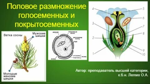 Развитие зародыша покрытосеменных