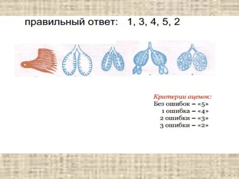 Органы дыхания газообмена. Органы дыхания и газообмен 7 класс биология. Эволюция органов дыхания и газообмена схема. Органы дыхания и газообмен таблица. Органы дыхания животных 7 класс таблица.