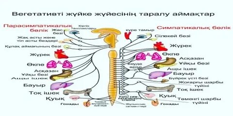 Порно мастурбация дилдор