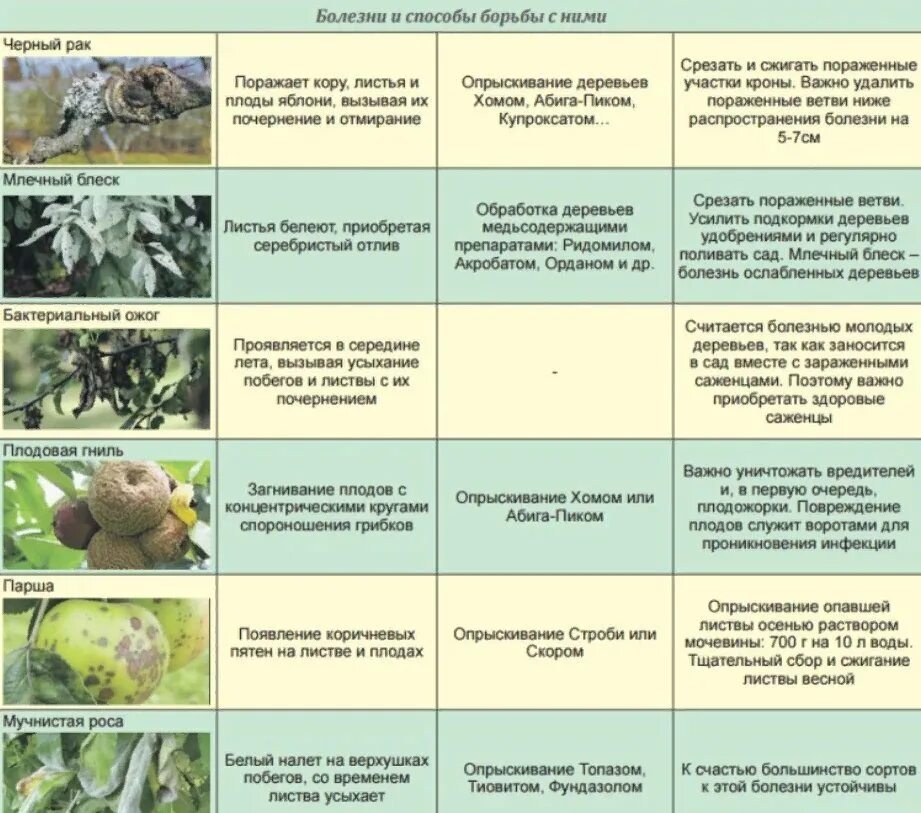 Чем обработать яблоню от парши весной. Вредители яблони описание с фотографиями. Болезни древесины плодовых деревьев. Вредители яблони во время цветения описание с фотографиями. Болезни яблонь описание с фотографиями.
