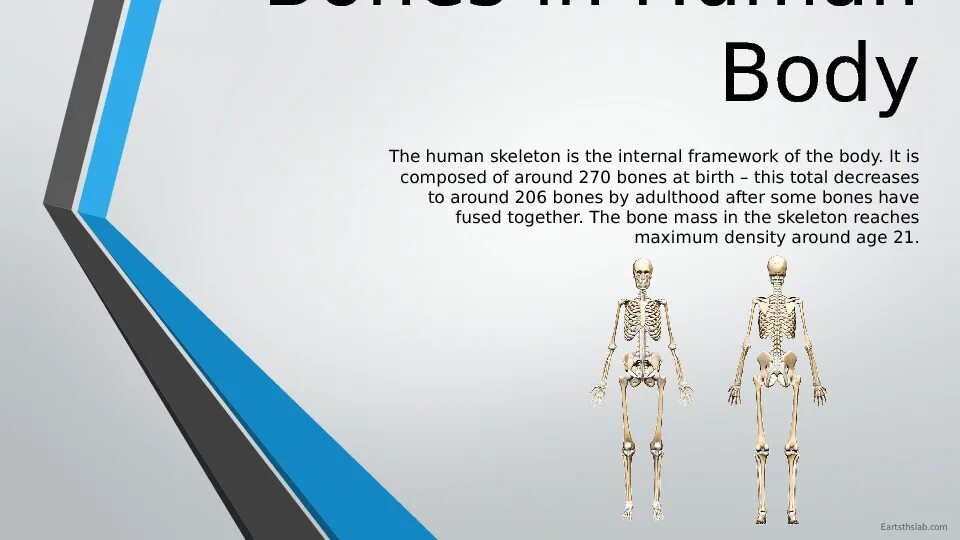 Human org. The Skeleton is composed of Bones. Bones ESL. There are around 206 in the Adult Human body. There are around 206 in the Adult Human body. These Bones Plus the connecting.