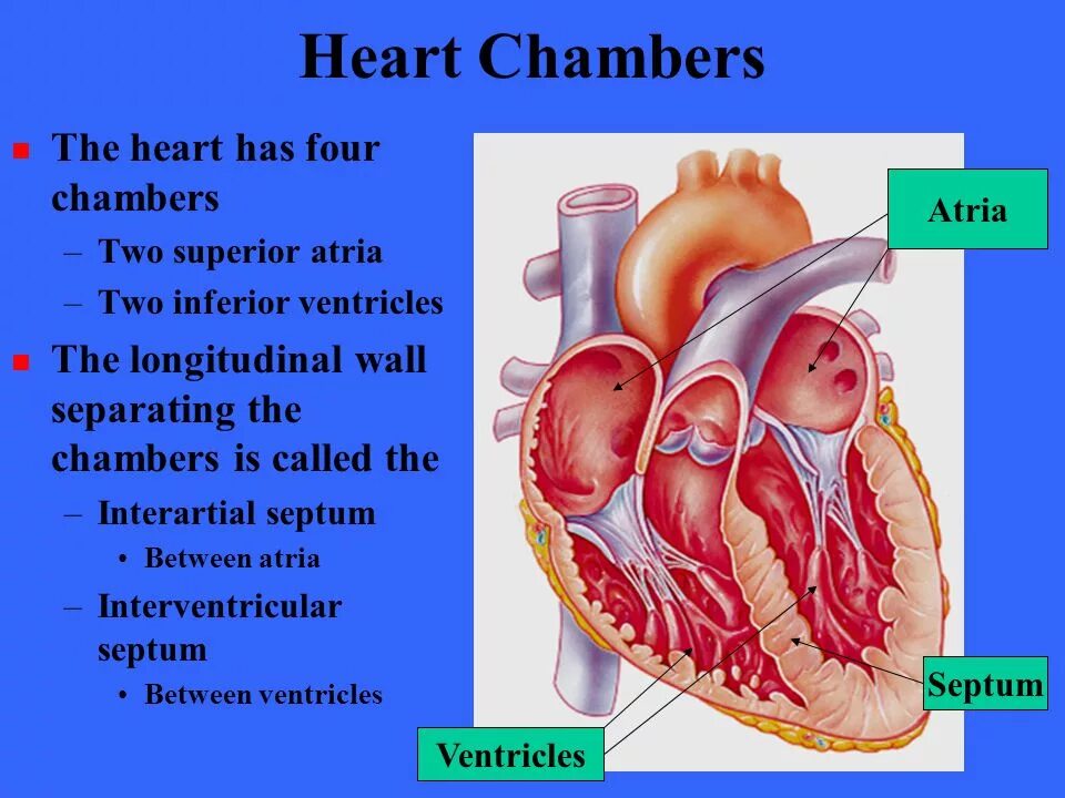 Heart Chambers. Four Chambered Heart. Septum Heart. 4 Chambers of Heart. Two chamber