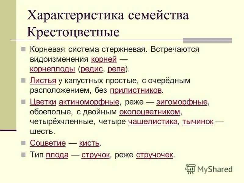 Крестоцветные корневые. Семейство капустные корневая система. Семейство крестоцветные корневая система. Характеристика сем. Крестоцветные. Корневая система. Строение корневой системы крестоцветных.