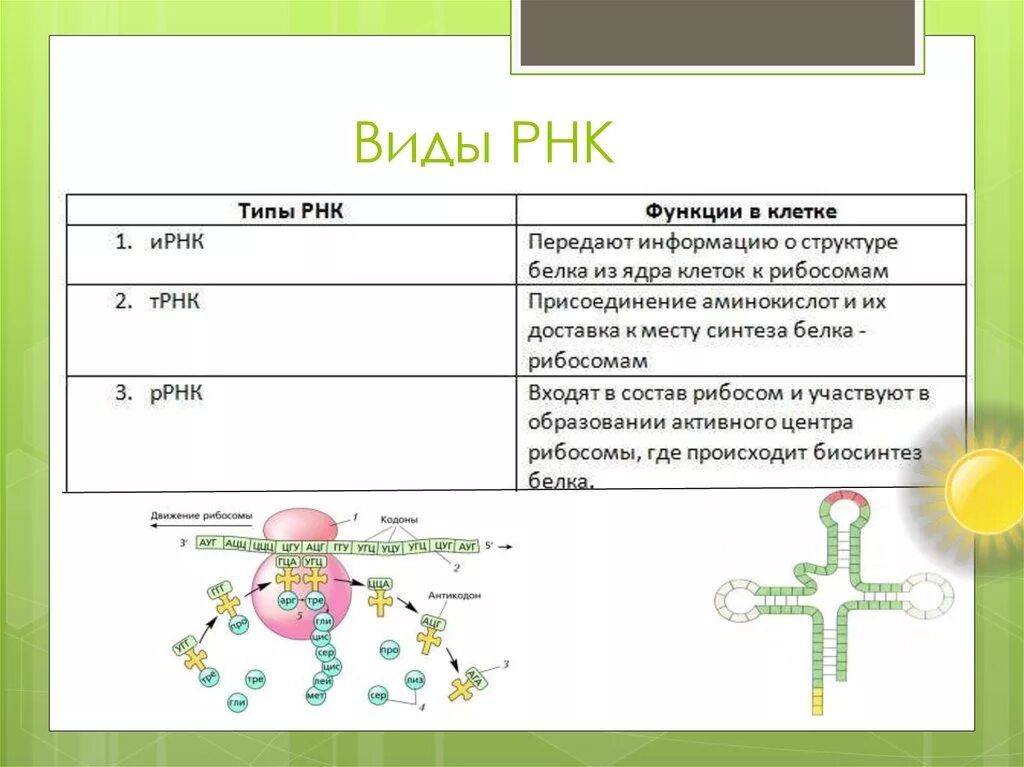 Какие функции выполняет рнк. Рибосомная РНК функции. Функции различных типов РНК. Функции и РНК Т РНК Р РНК. РРНК строение и функции.