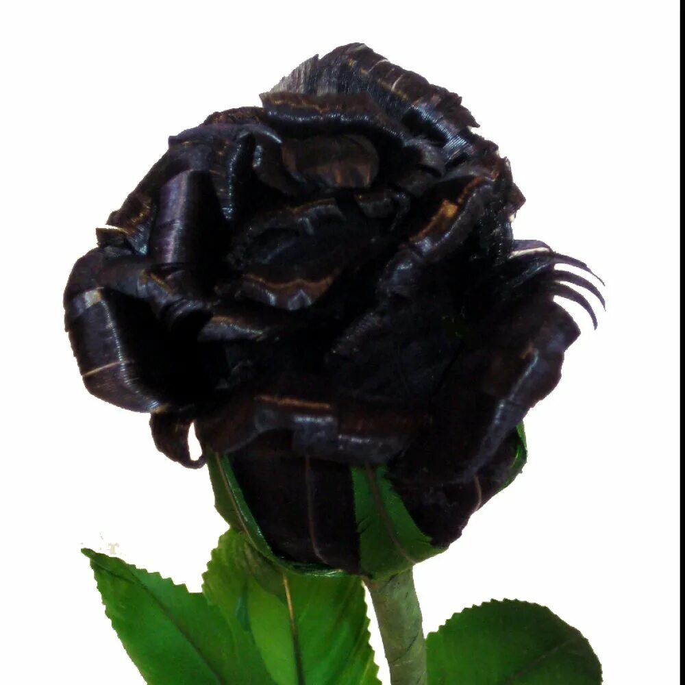 Где купить черные розы. 2 Черные розы. Черные розы в горшке. Фото черных роз.