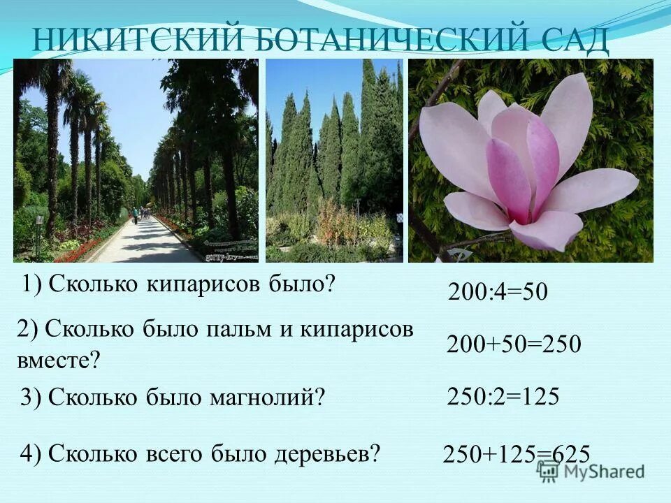 Сколько будет 50 48. Магнолия в саду. Кипарис сколько лет живет. Никитский Ботанический сад на карте Крыма. Никитский Ботанический сад текст и тест к нему и.