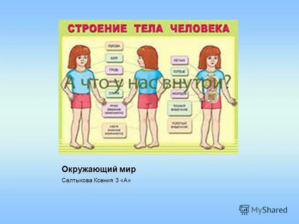 Строение человека модель 2 класс. Строение тела человека. Строение тела для детей. Тело человека окружающий мир. Окружающий мир строение тела человека.