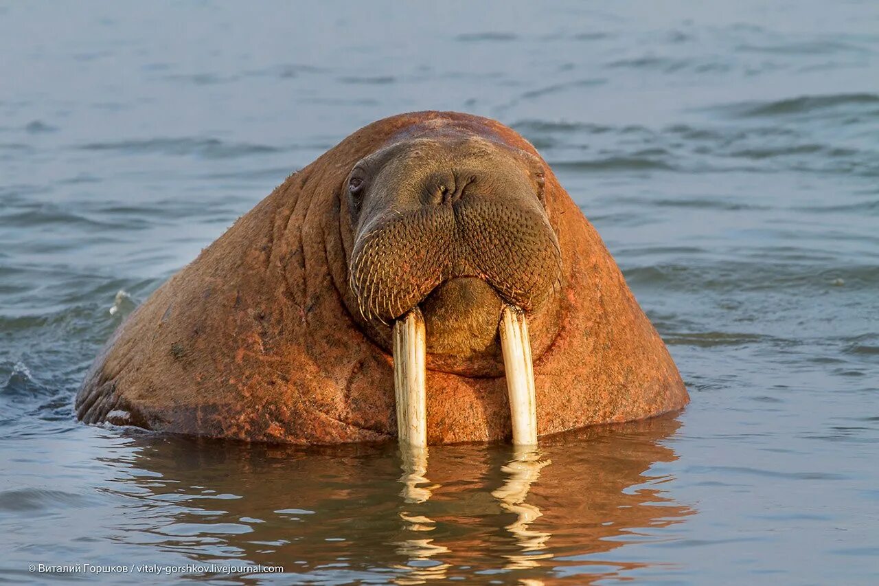 Лаптевский морж. Морж Таймыр. Морж секач. Атлантический морж.