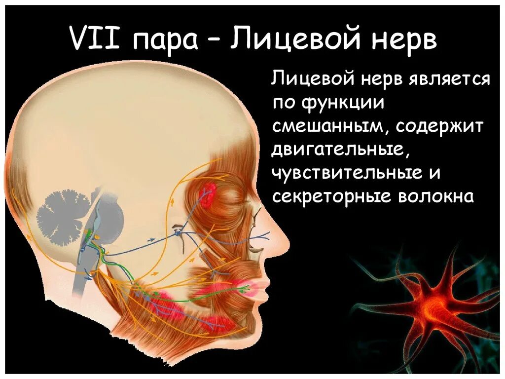 Лицевой нерв 7 пара ЧМН. 7 Пара черепных нервов иннервация. Седьмой черепно мозговой нерв. 7 Пара черепно-мозговых нервов анатомия. 7 черепной нерв