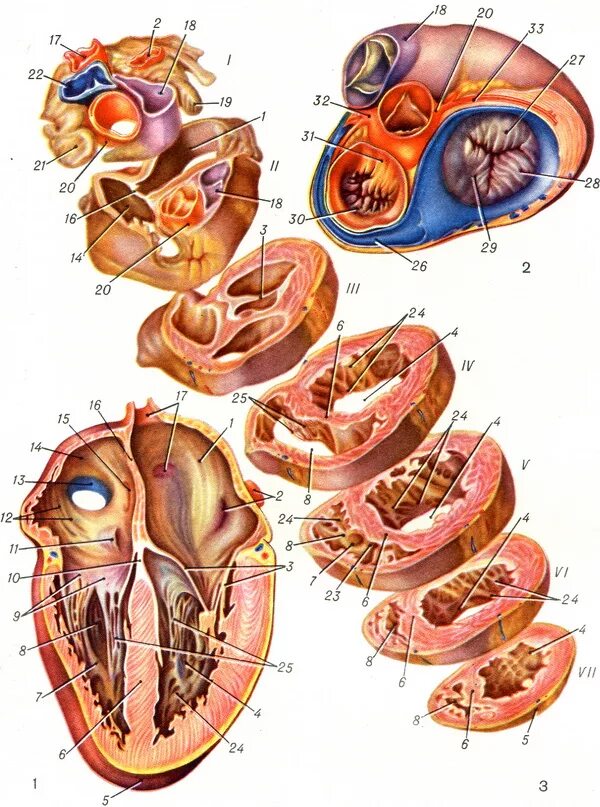 Срез сердца человека. Поперечный срез сердца. Сердце человека в разрезе анатомия. Строение сердца поперечный срез. Поперечный срез сердца человека схема.