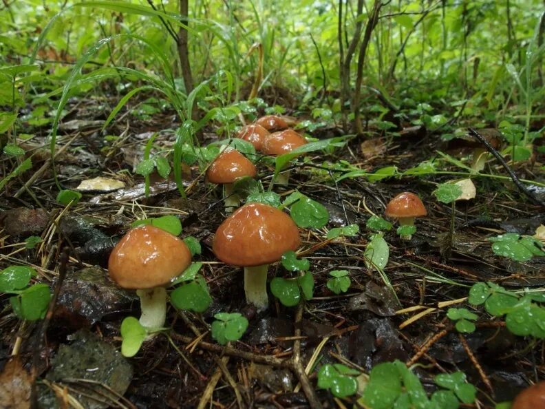 грибы маслята. грибы маслята поляна. грибы маслята 2022. маслята в сосновом лесу. грибы маслята поляна.