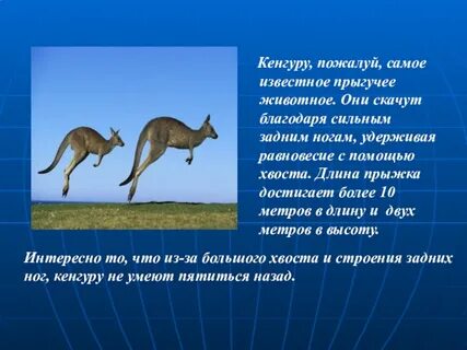 На сколько метров в длину прыгает кенгуру