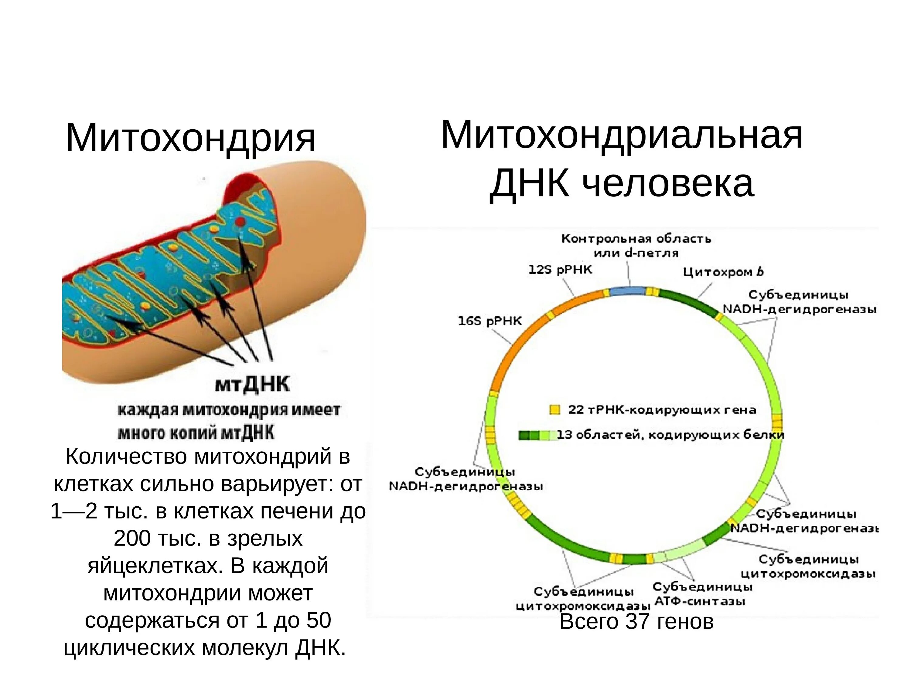 Митохондриальная ДНК функции. Митохондриальная ДНК структура и функции. Митохондриальная ДНК строение и функции. Строение митохондриальной ДНК человека.