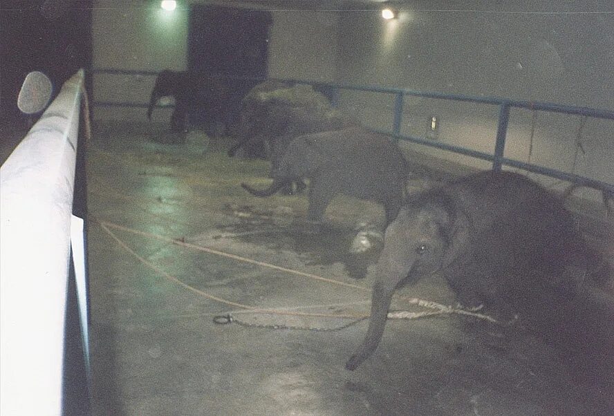 Лев в неволе. Клетки для животных в цирке. Лев в клетке в зоопарке. Животные зоопарка. Животные в зоопарке страдают.