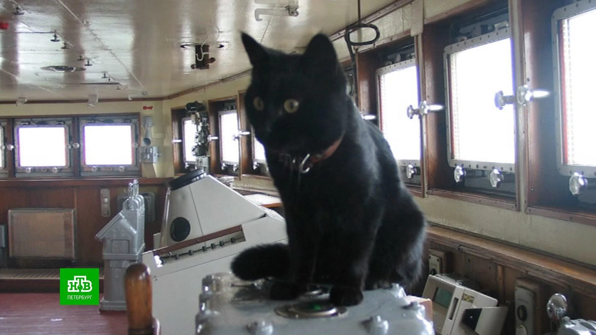 Корабельный кот. Ледокол Красин кот Кузя. Кот на ледоколе Красин. Черный Корабельный кот.