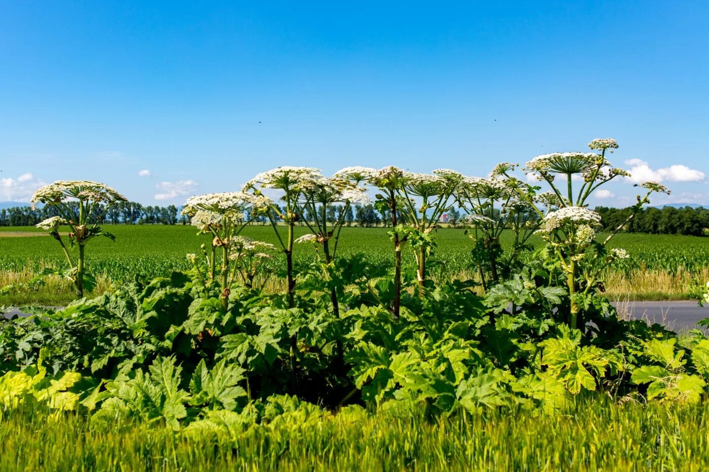 Борщевик сосновского ядовитое растение. Борщевик сосновского ядовитое растение. Борщевик сосновского стебель. Борщевик сосновского ядовитое растение. Борщевик ядовитое растение.