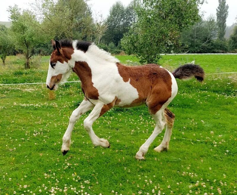 Каштановая лошадь с пегая. Пегая тобиано. Аппалуза чубарая. Пегая аппалуза. Американский пейнтхорс масти.