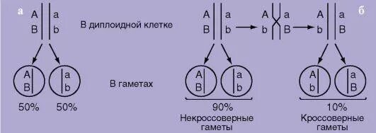 Сцепленное наследование (полное и неполное сцепление. Некроссоверные гаметы при неполном сцеплении. Неполное сцепление генов схема. Схема расположения сцепленных генов в гаметах.