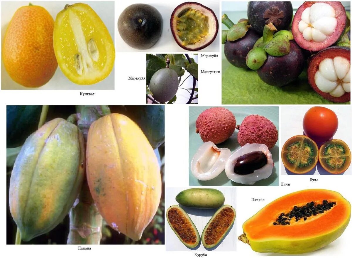 Название экзотических фруктов с картинками