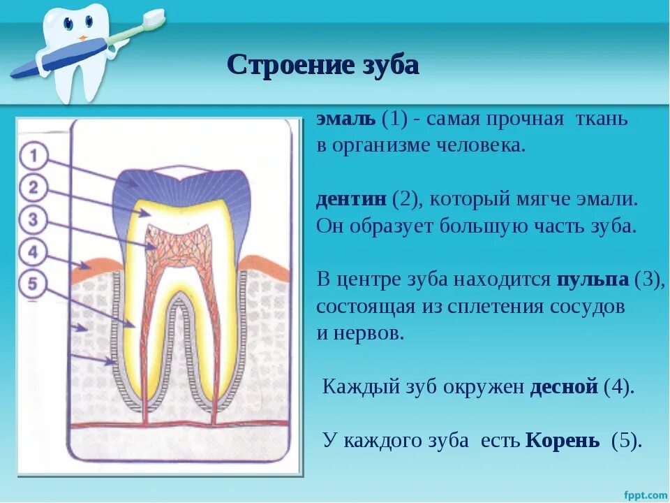 Раскройте особенности внутреннего строения зуба заполнив таблицу. Строение зуба. строение зуба человека. структура зуба. строение зуба человека схема.
